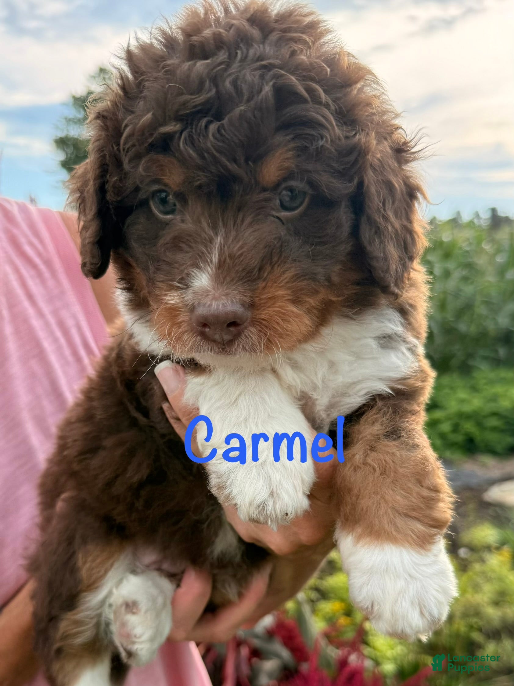 Bernedoodle dogs Caramel - Ad 2