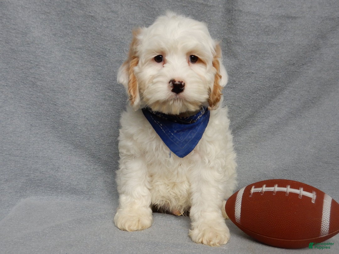 Cockapoo dogs for sale: Rover - Ad 4