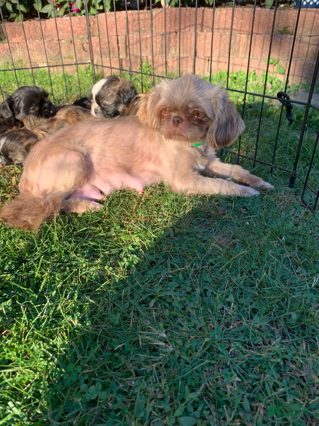 Shih Tzu dogs for sale: Archie - Ad 7