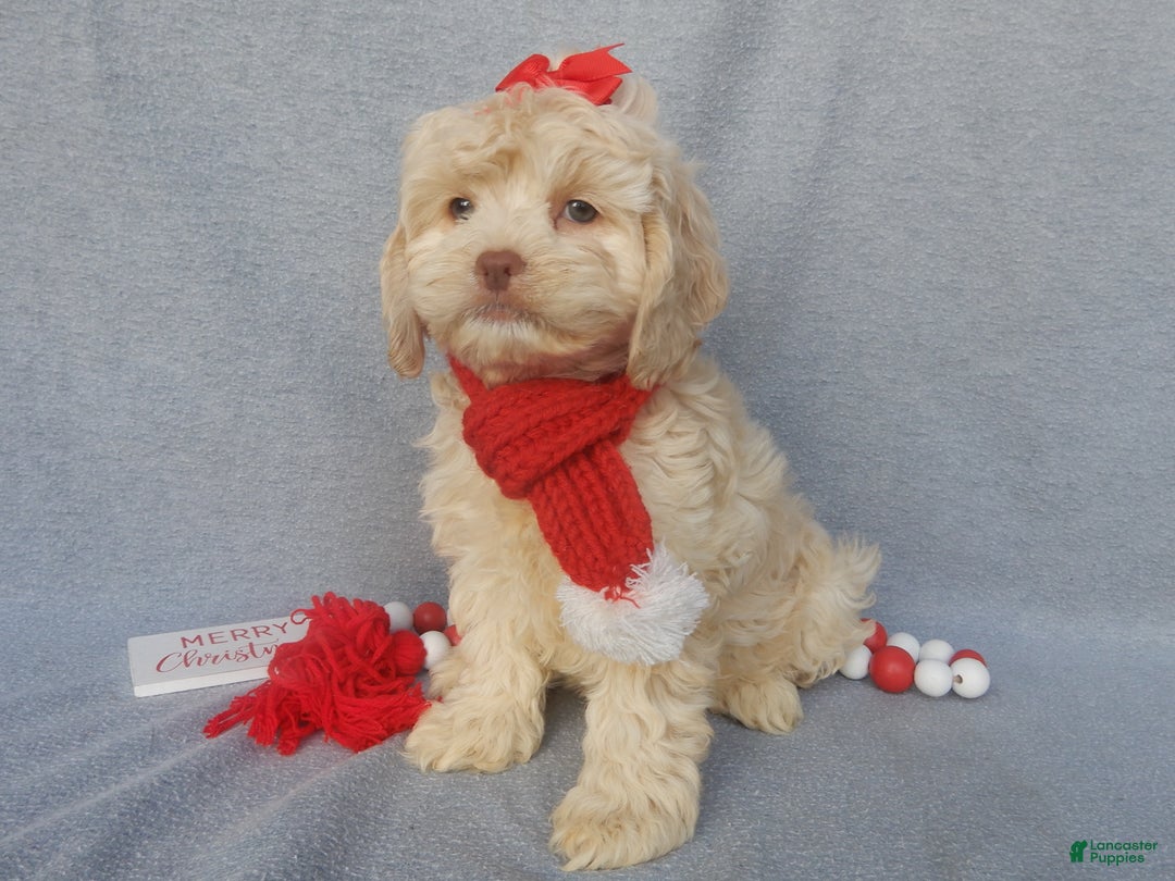 Cockapoo dogs for sale: Alice - Ad 5