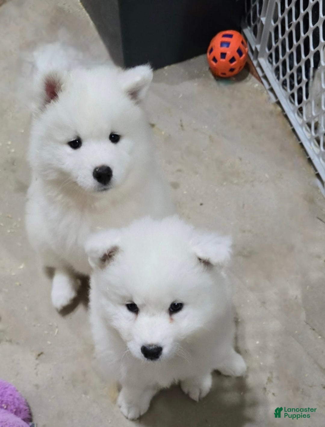 Samoyed dogs for sale: Bluez - Ad 2