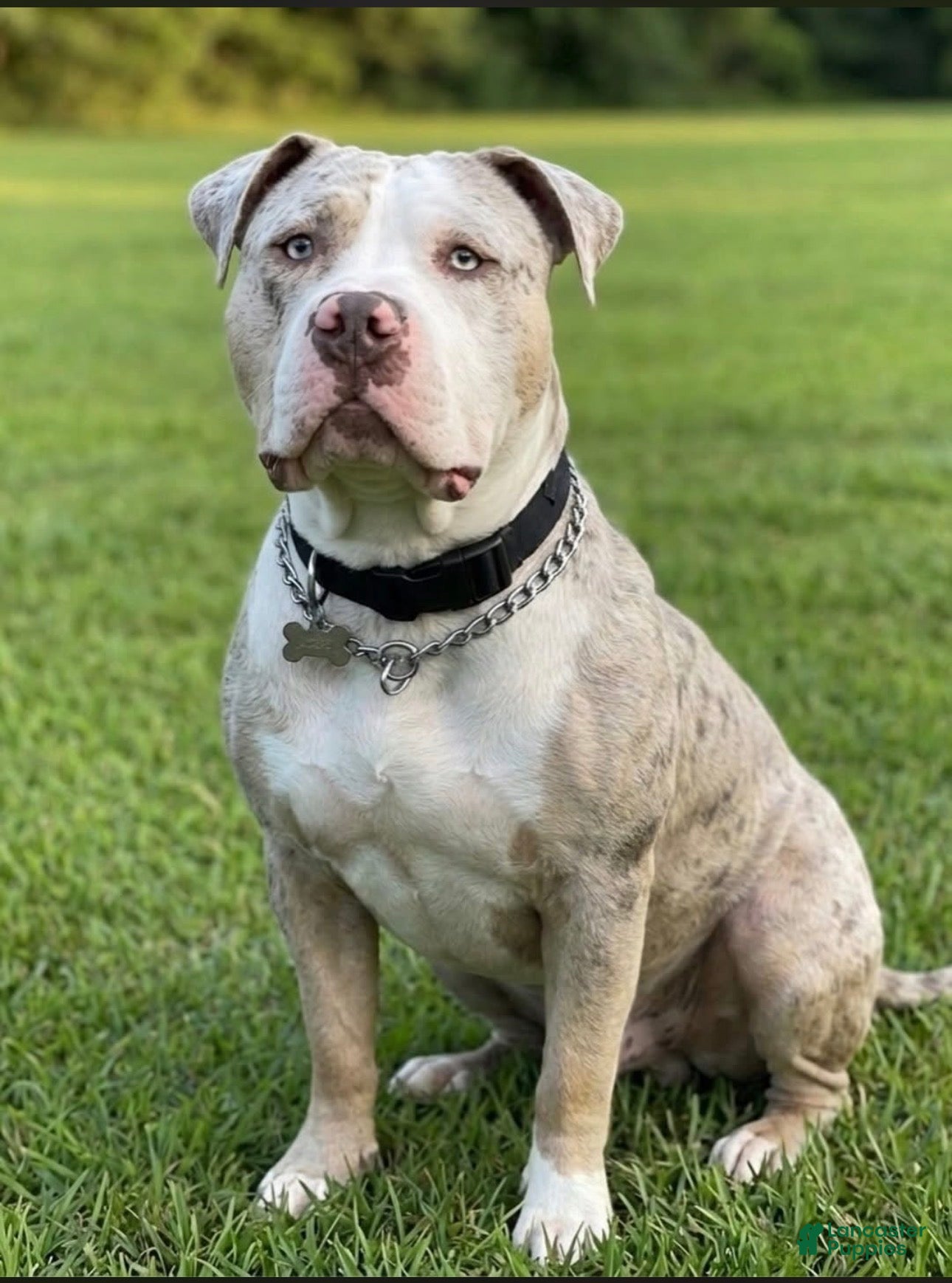 American Bully dogs for sale: Mixed Breed Puppy 2 - Ad 6