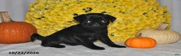 Pug dogs for sale: Shelly - Ad 4
