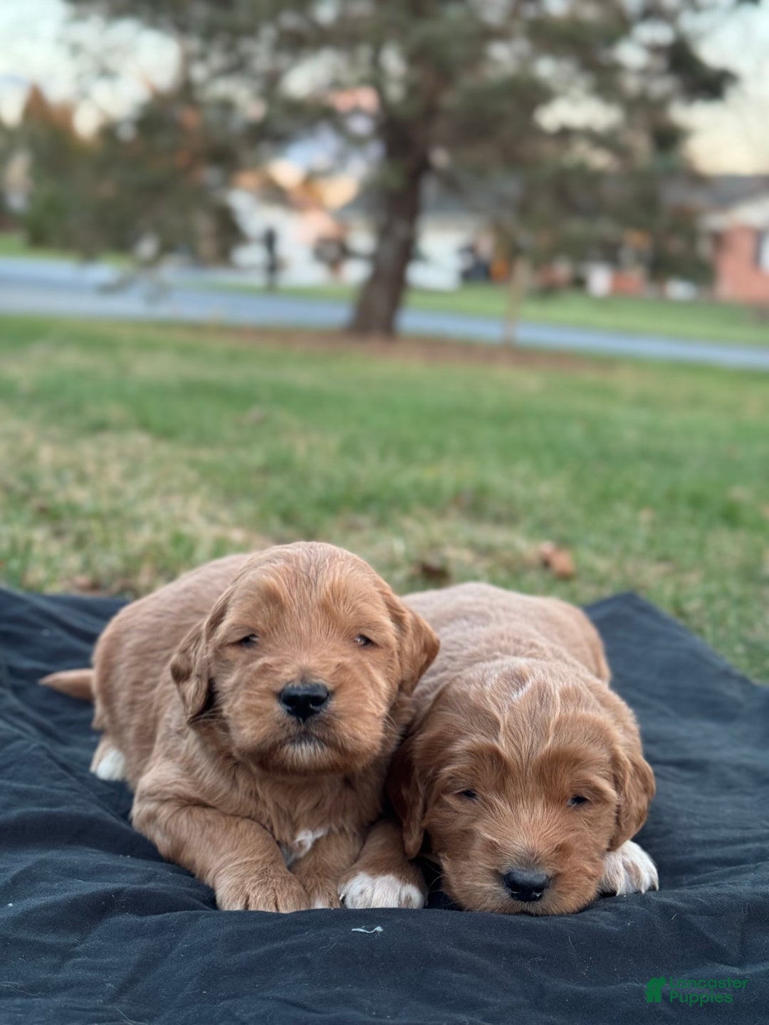 Mixed Breed dogs for sale: Simba - Ad 3