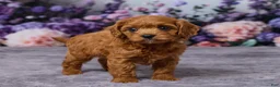 Cavapoo dogs for sale: Charlie - Ad 4