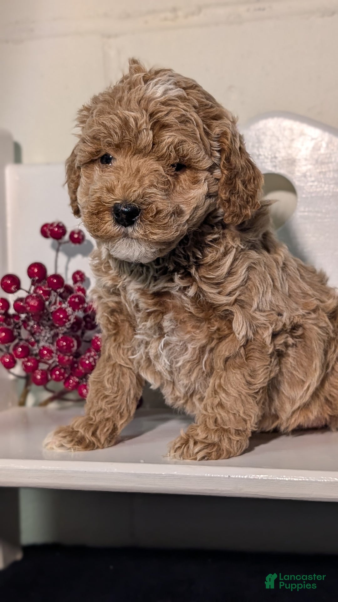 Miniature Poodle dogs for sale: Harmony  - Ad 2