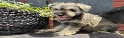 Miniature Schnauzer dogs for sale: Sophie - Ad 4