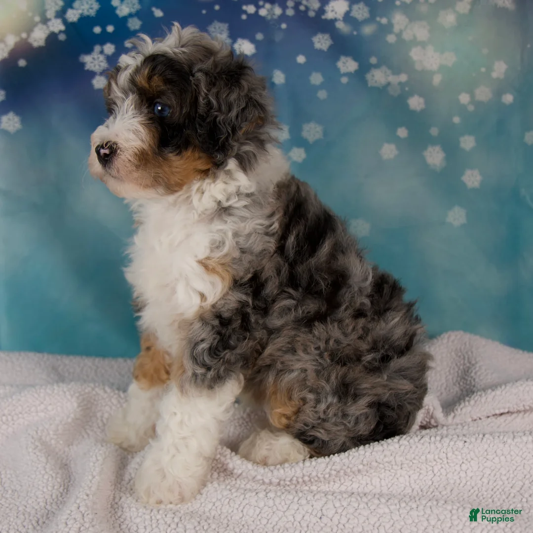 Mini Bernedoodle dogs for sale: Crew - Ad 6