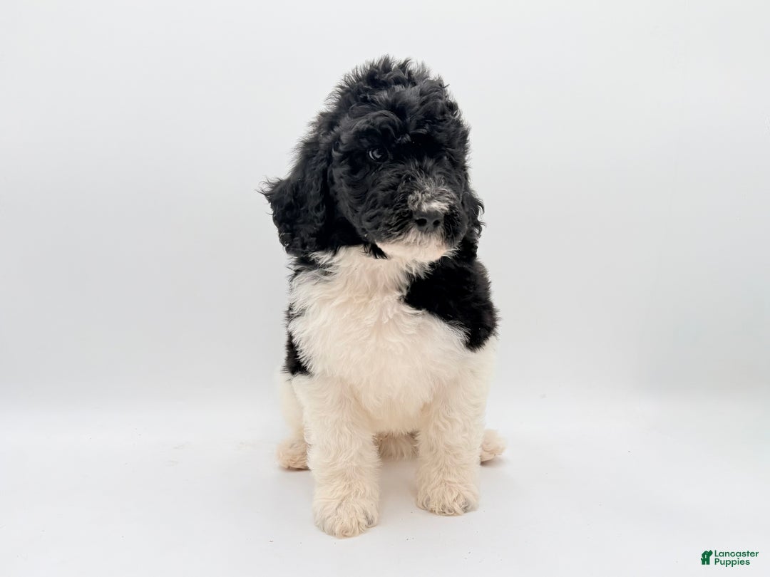 Goldendoodle dogs for sale: MALE- Bertram - Ad 5