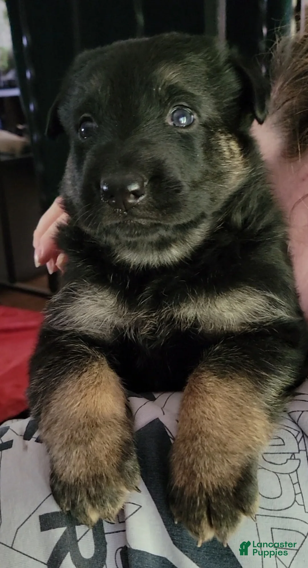 German Shepherd dogs for sale: German Shepherd Puppy 2 - Ad 4