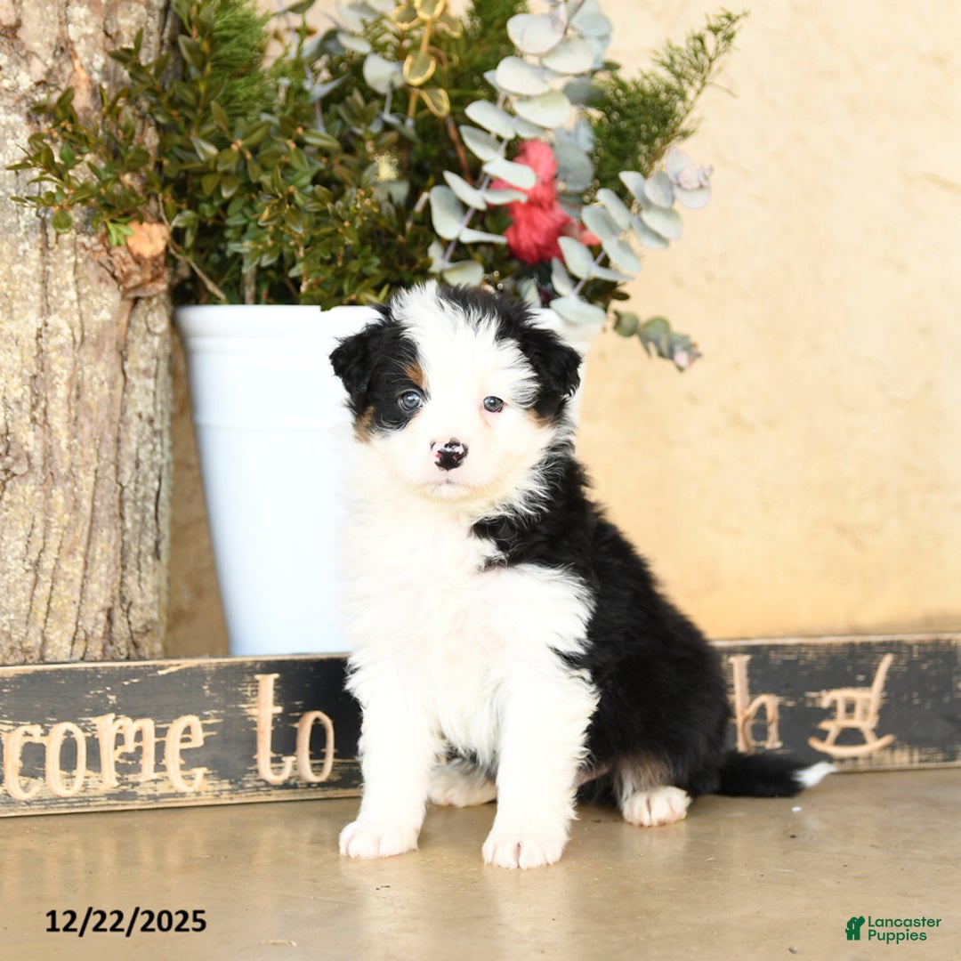 Australian Shepherd dogs for sale: Pilar - Ad 5