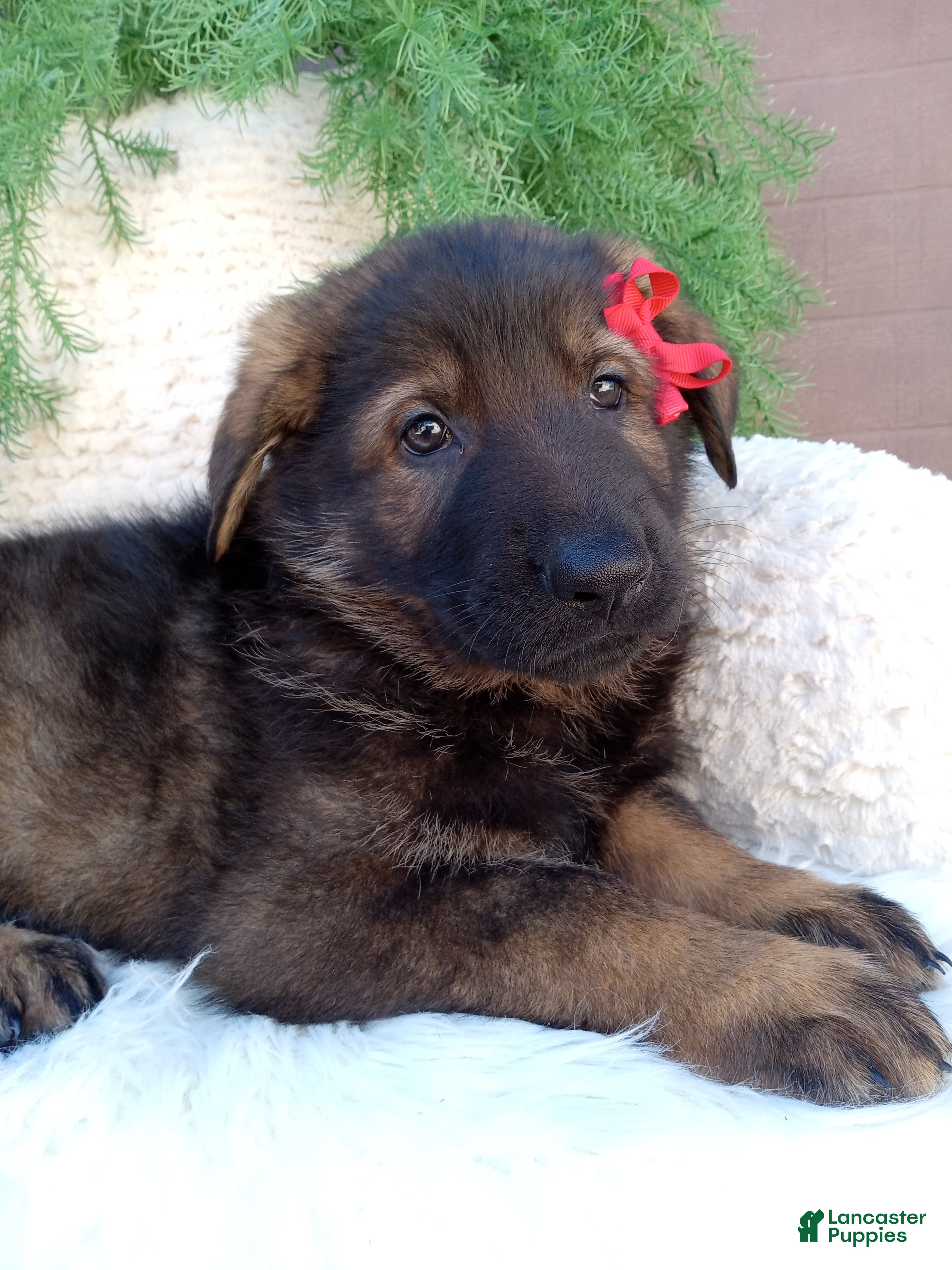 Jack (German Shepherd, Male) in Sugarcreek, OH