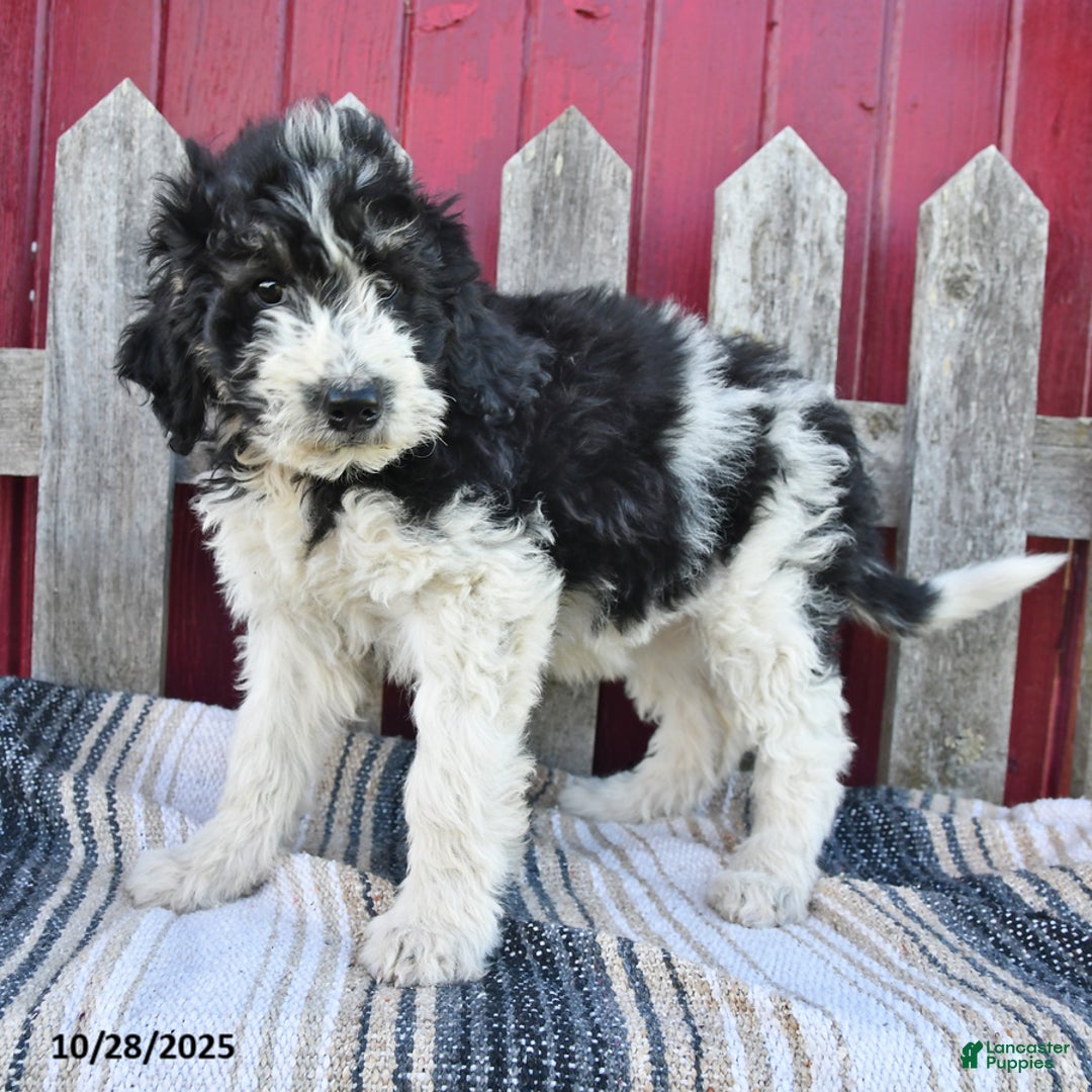 Bernedoodle dogs for sale: Sally - Ad 8