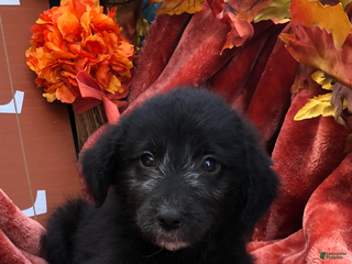 Mixed Breed dogs - Ad 40