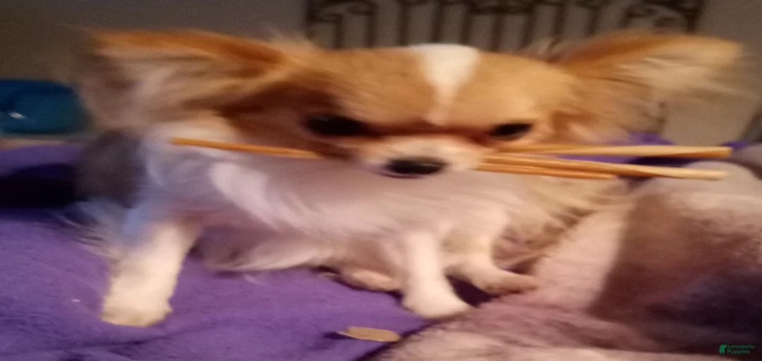 Gallery Image {{count}}