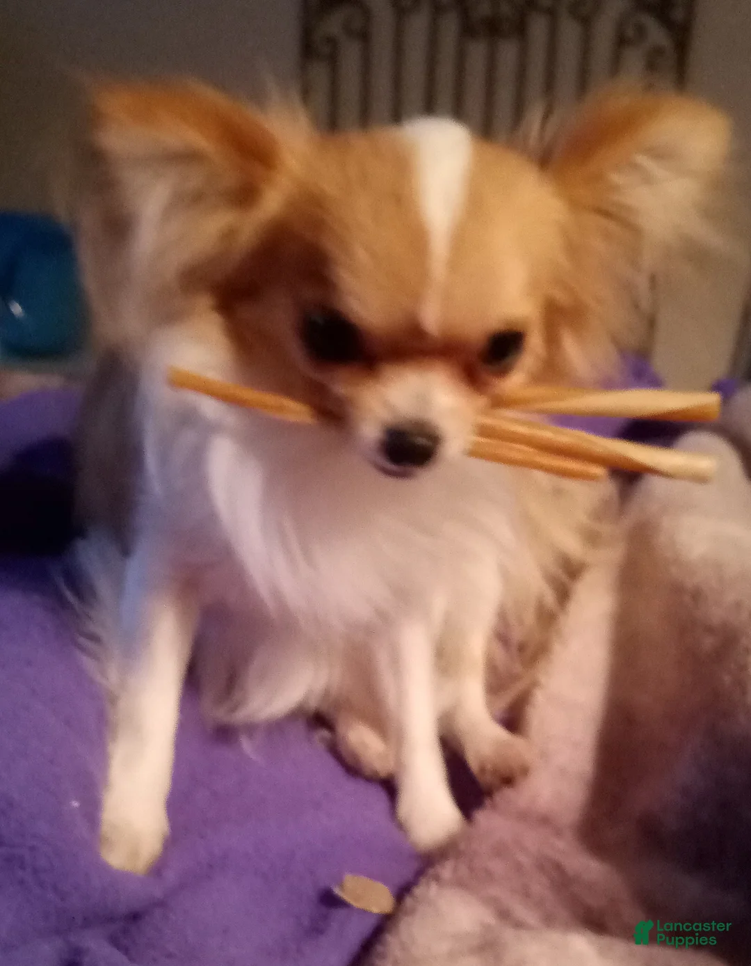 Gallery Image {{count}}