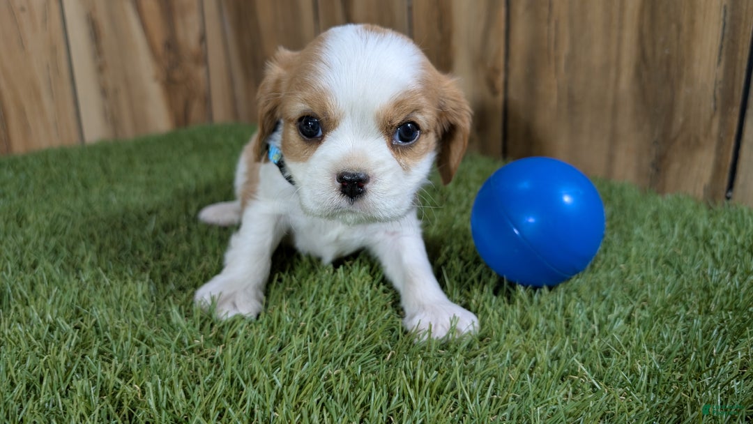 Cavalier King Charles Spaniel dogs for sale: Sally Boy 1 - Ad 2