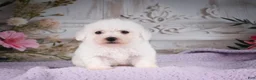 Bichon Frise dogs for sale: AKC-Ricky - Ad 7