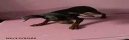 Miniature Pinscher dogs for sale: Pin  - Ad 4