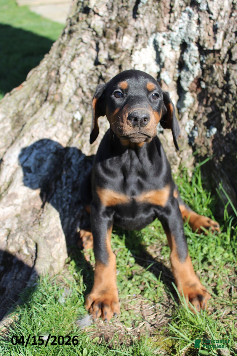 Doberman Pinscher dogs Honey - Ad 2
