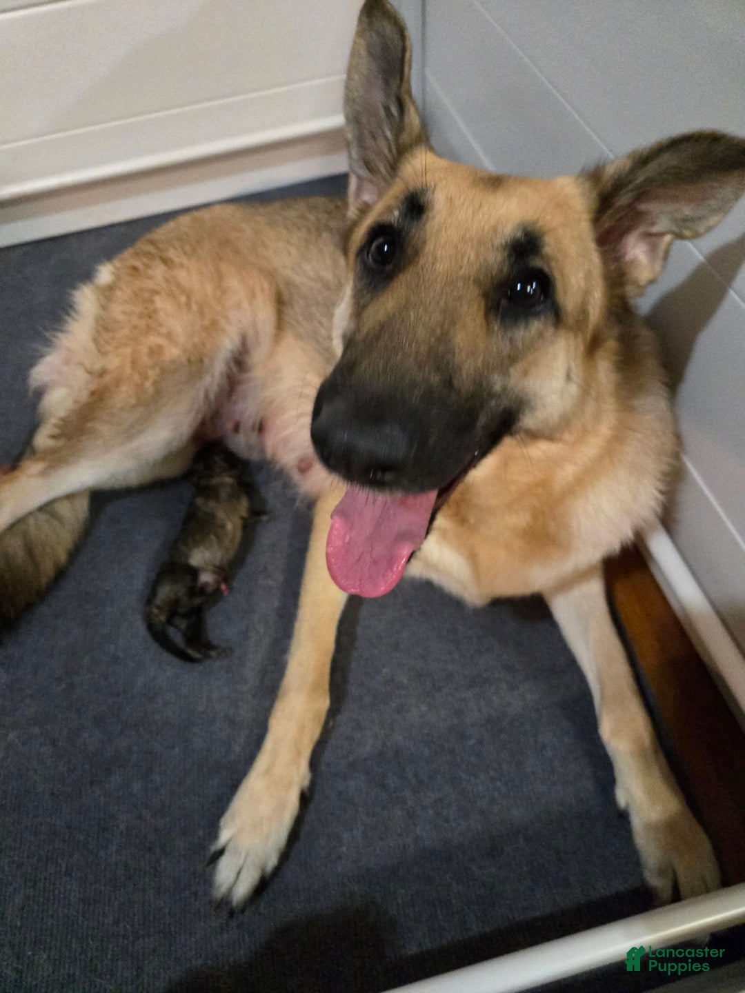 German Shepherd dogs for sale: Echo - Ad 5