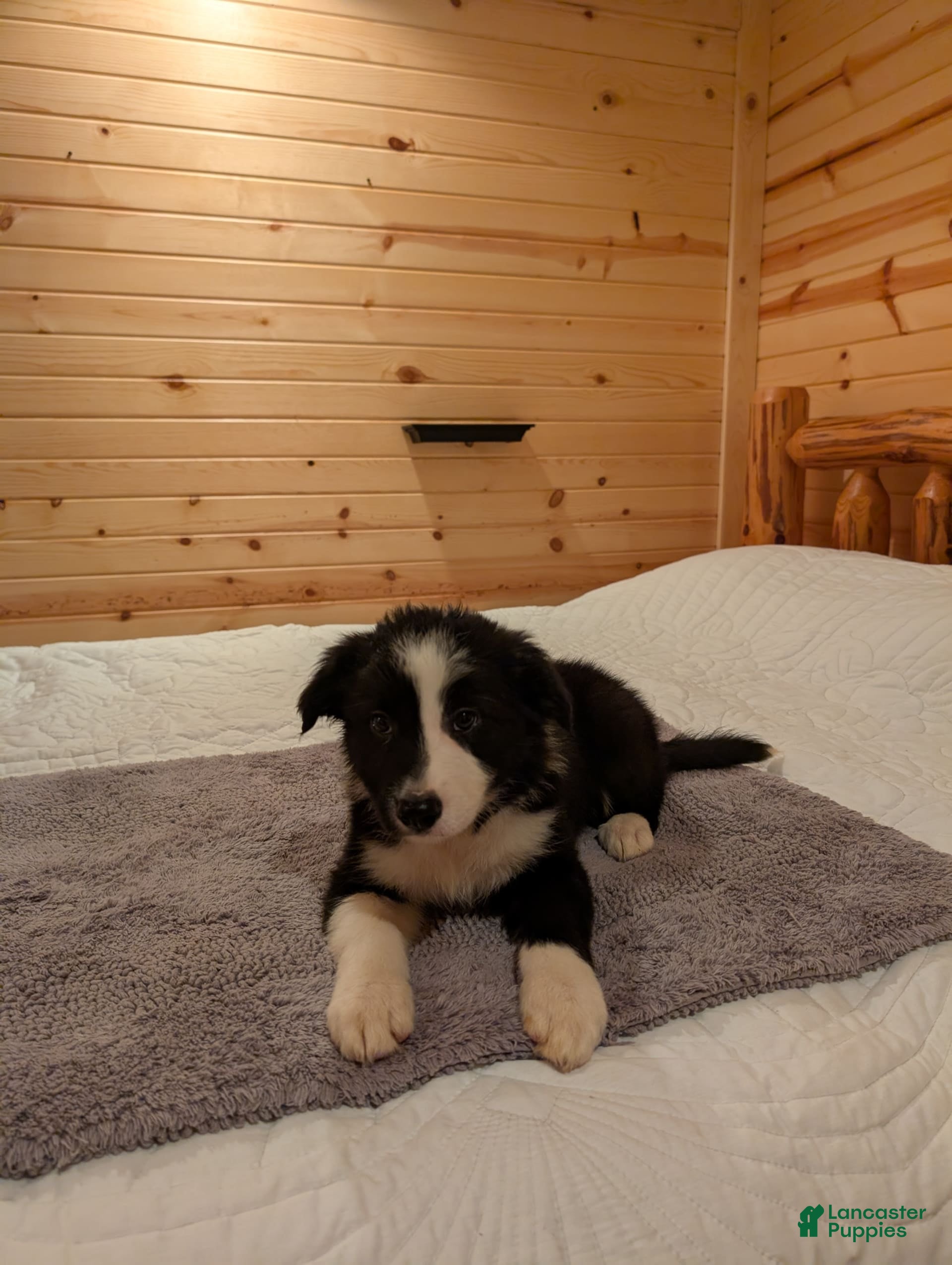 Border Collie dogs Billy Bob - Ad 11