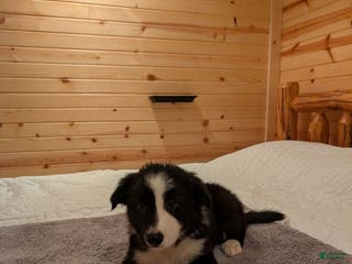 Border Collie dogs Billy Bob - Ad 20