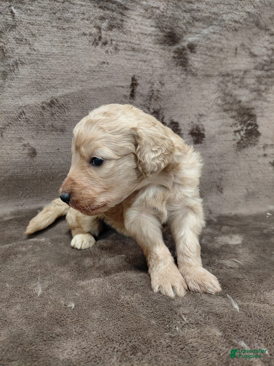 Goldendoodle dogs for sale: Findley Standard  - Ad 2