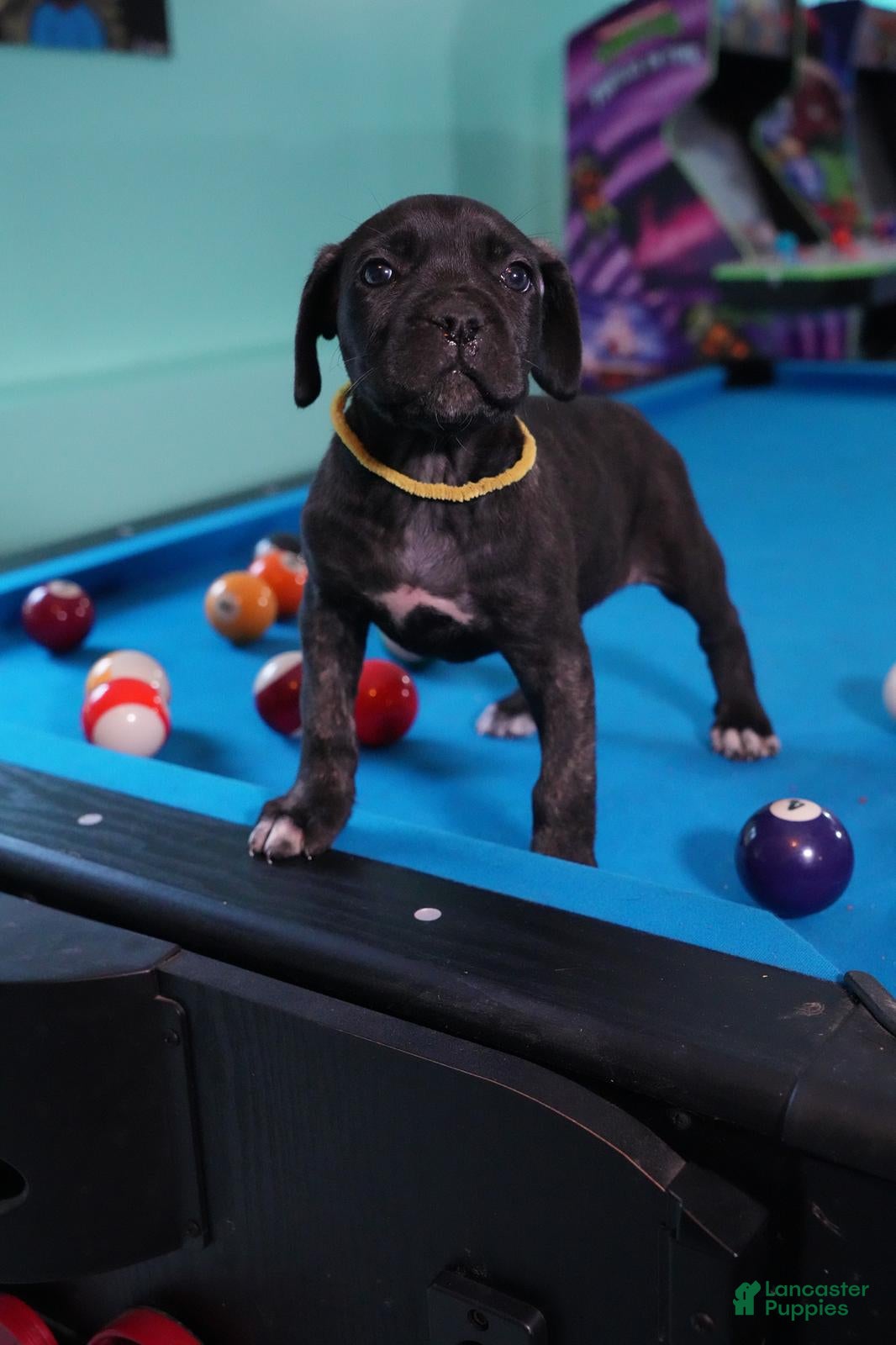 Cane Corso dogs Rouge - Ad 1