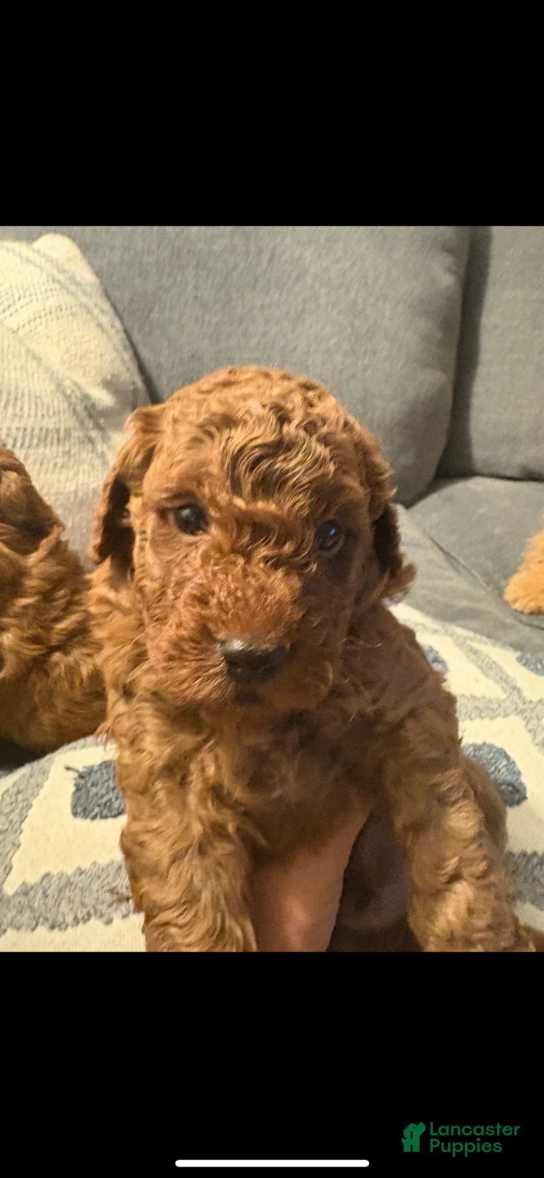 Mini Goldendoodle dogs for sale: Chewy  - Ad 1