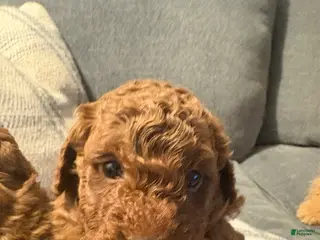 Mini Goldendoodle dogs Chewy - Ad 23