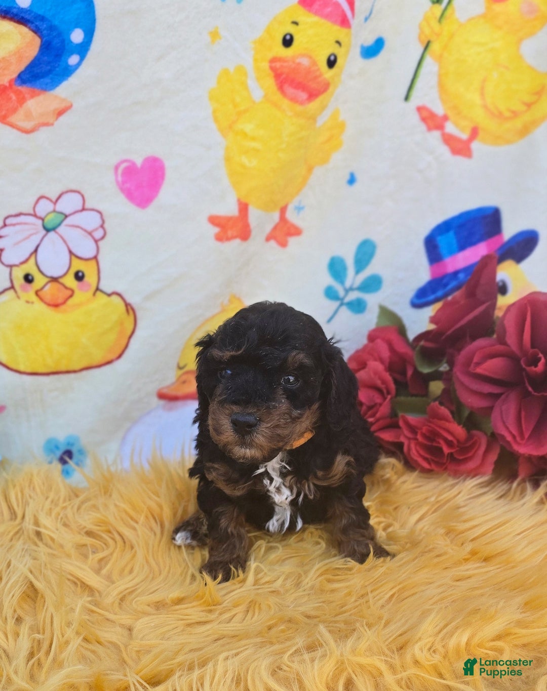 Cavapoo dogs for sale: Token - Ad 1