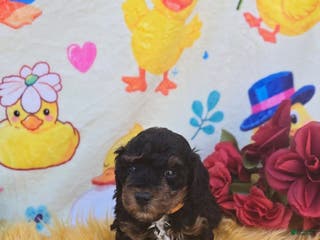 Cavapoo dogs Token - Ad 30