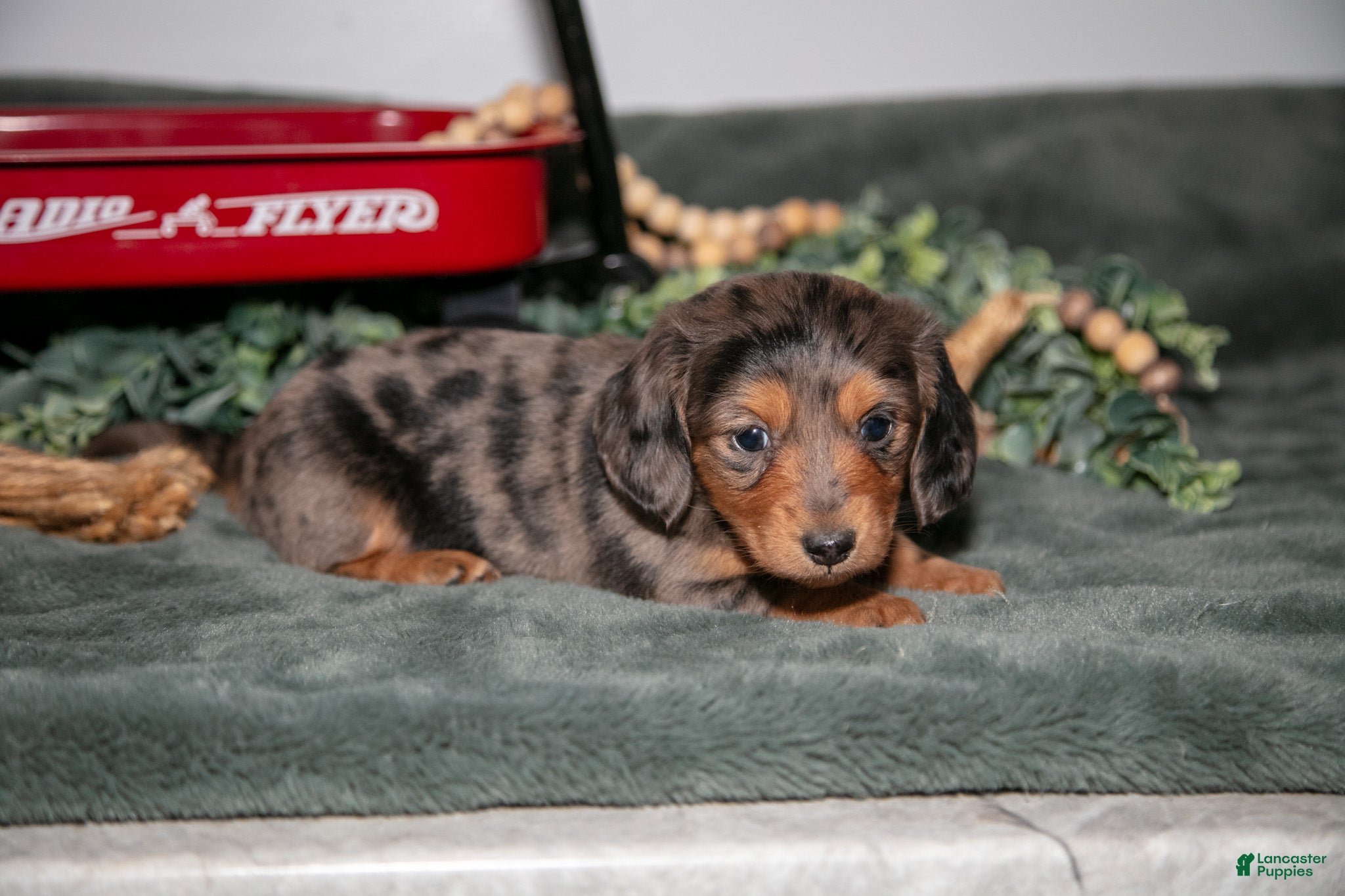 Miniature Dachshund dogs for sale: Phoebe - Ad 2