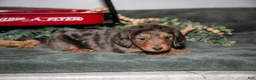 Miniature Dachshund dogs for sale: Phoebe - Ad 2