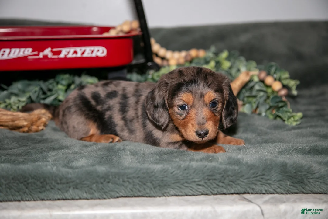 Miniature Dachshund dogs for sale: Phoebe - Ad 2