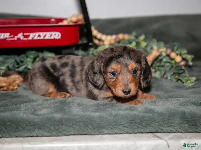 Miniature Dachshund dogs for sale: Phoebe - Ad 2