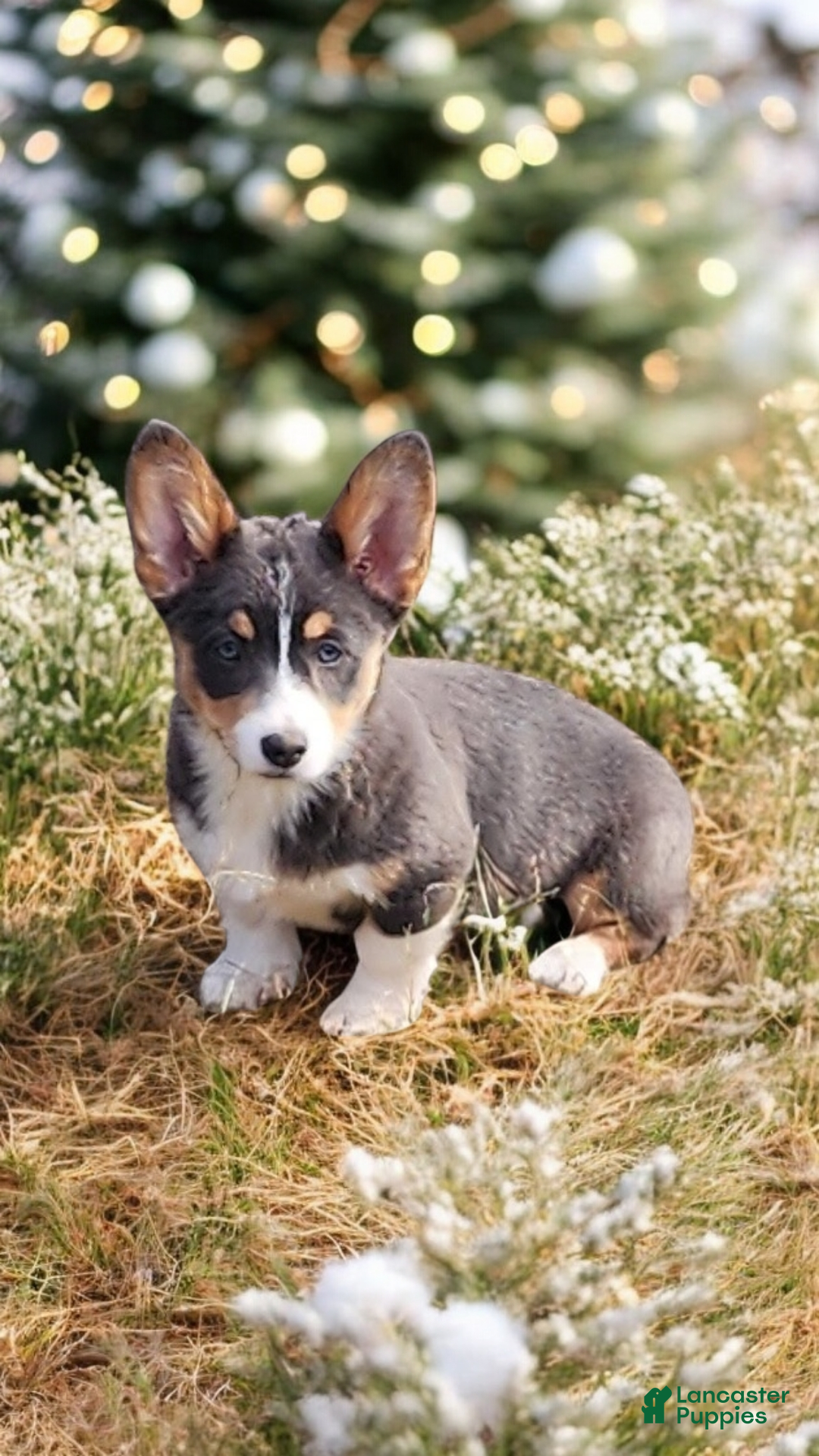 Welsh Corgi Pembroke dogs for sale: Apple Bluie - Ad 5