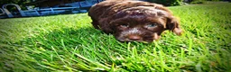 Havapoo dogs for sale: Coco - Ad 10