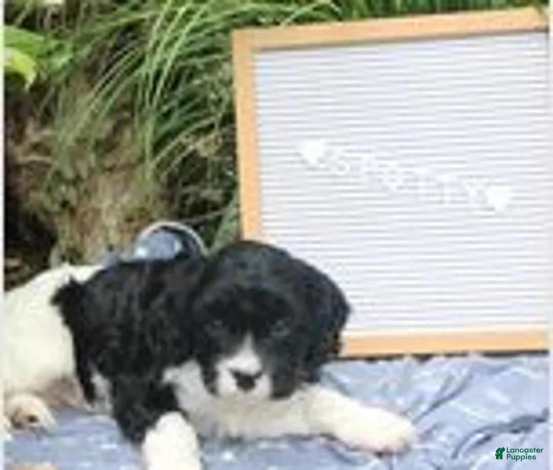 Cavapoo dogs for sale: Spotty - Ad 3