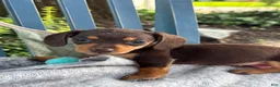 Miniature Dachshund dogs for sale: Tinkerbelle - Ad 4