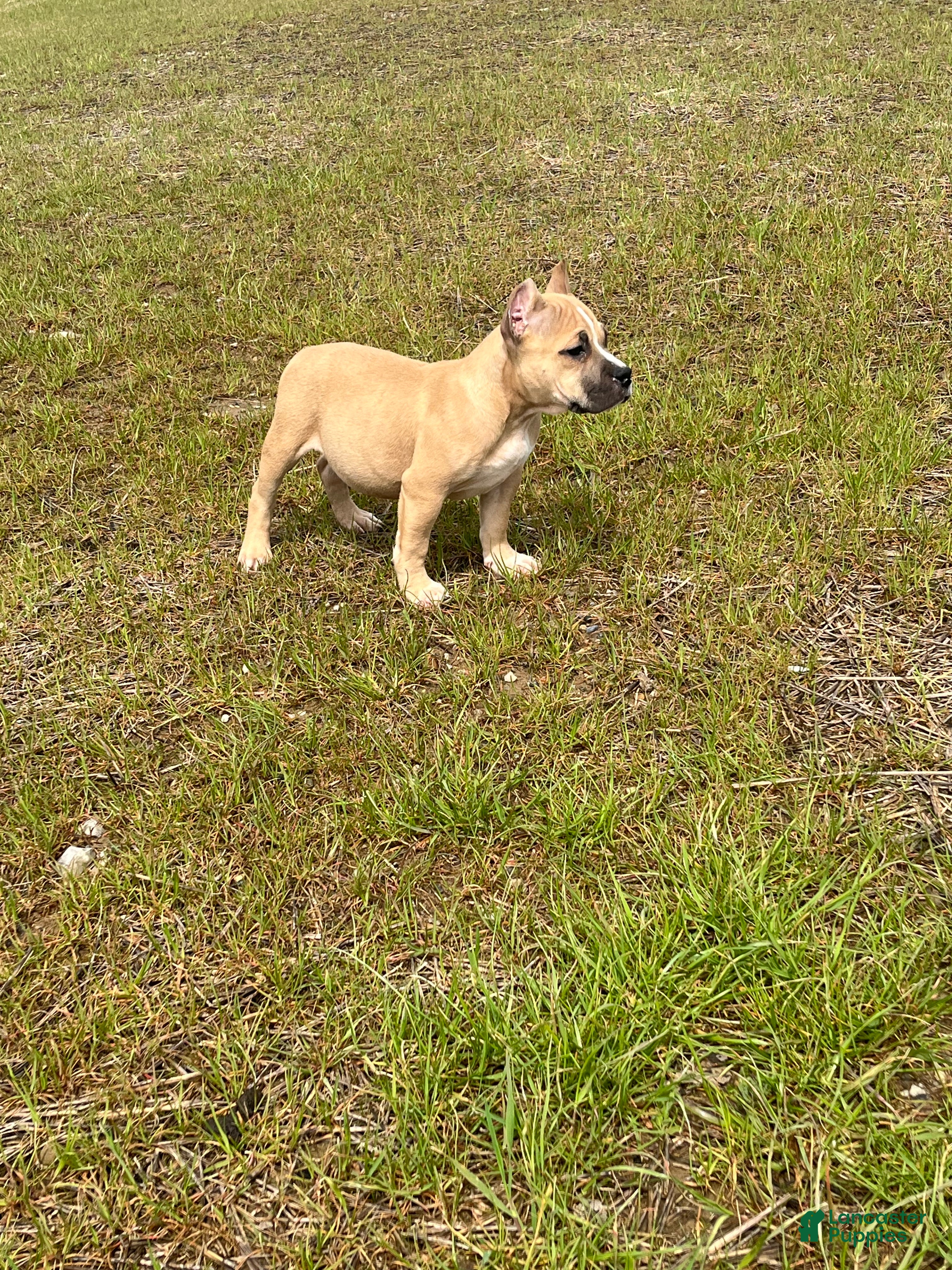 American Bully dogs American Bully Puppy 2 - Ad 2