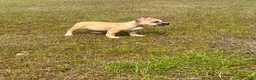 American Bully dogs for sale: American Bully Puppy 2 - Ad 2
