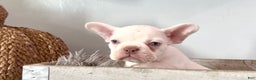French Bulldog dogs for sale: Icy - Ad 7