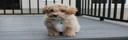 Bichpoo dogs for sale: Rio - Ad 8