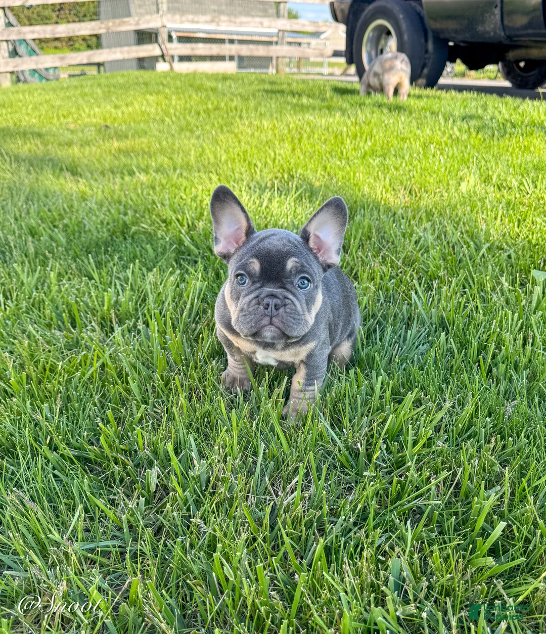 French Bulldog dogs for sale: Snoot - Ad 2