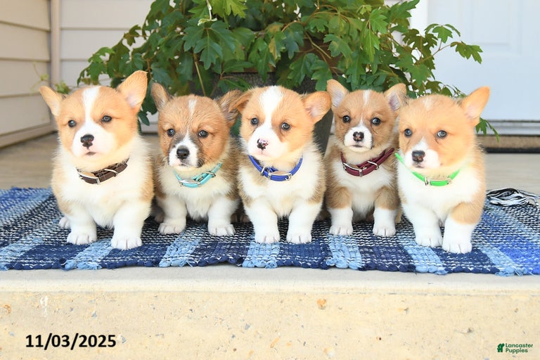 Gallery Image {{count}}