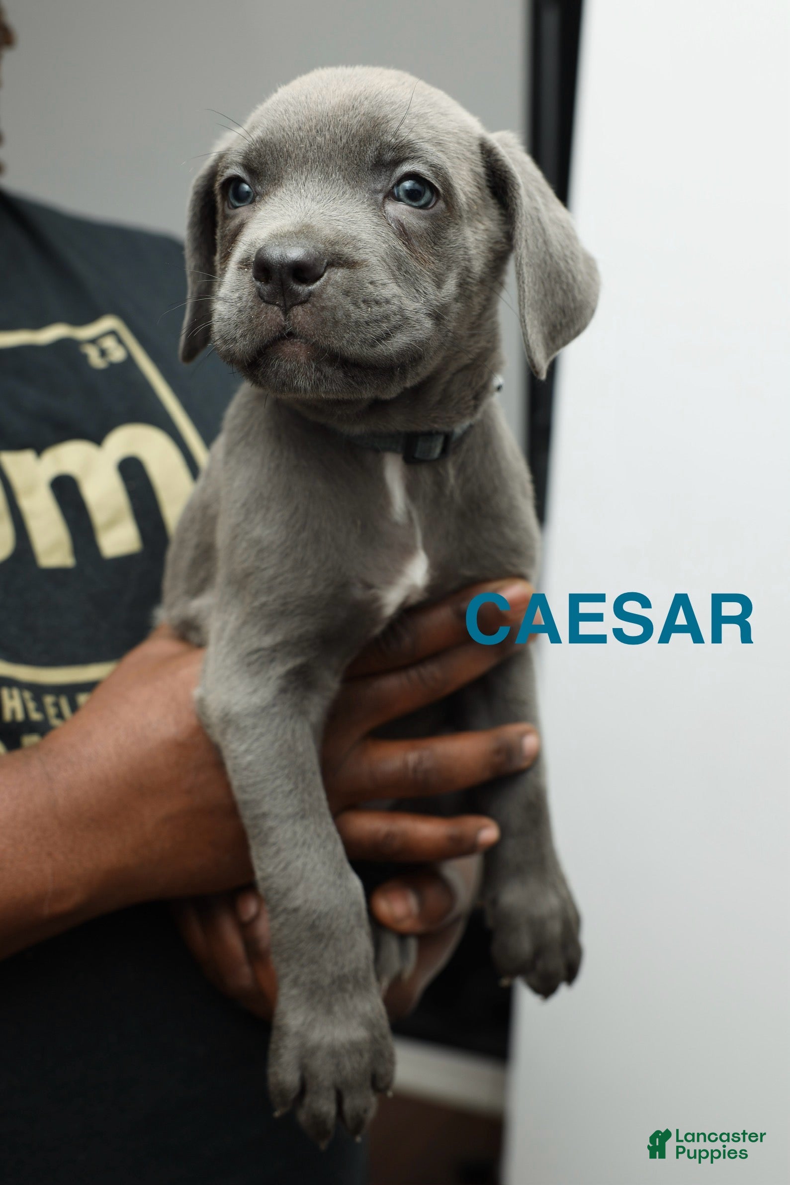 Cane Corso dogs Ceaser - Ad 4