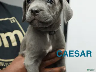 Cane Corso dogs Ceaser - Ad 3