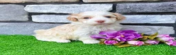 Havanese dogs for sale: Rayne - Ad 7